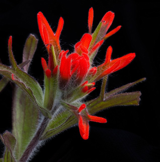 Castilleja hispida - Harsh Paintbrush 15-8061.jpg